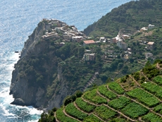Die berühmten, terrassenförmig angelegten Weinberge der Cinque Terre